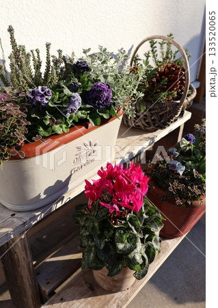 玄関前の花の寄せ植え＆寄せ鉢 133520065