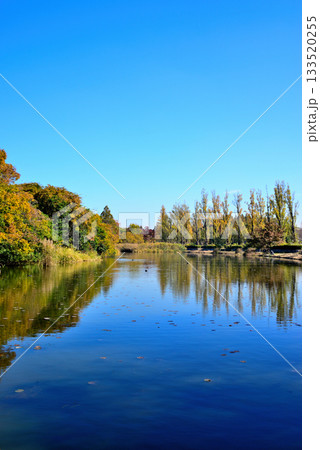 東京　都立水元公園のポプラ並木とスイレン 晩秋 133520255