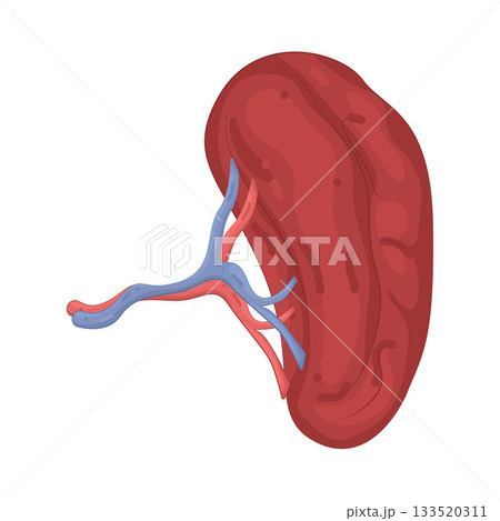 Illustration of human spleen Illustration of human spleen 133520311