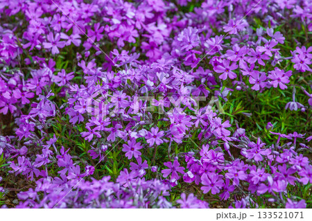 シバザクラ 133521071