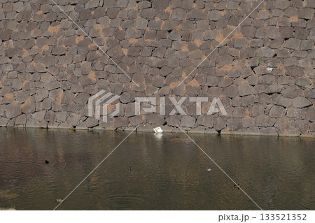 皇居のお堀と白鳥 133521352