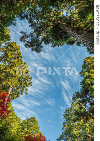 長命寺境内の針葉樹林　滋賀県近江八幡市 133521488