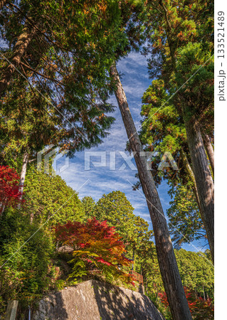 長命寺境内の針葉樹林 滋賀県近江八幡市 長命寺境内の針葉樹林 滋賀県近江八幡市 133521489