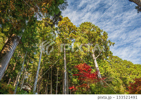 長命寺境内の針葉樹林　滋賀県近江八幡市 133521491