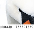 A closeup photo showing the eye of a mute Swan (Cygnus Olor), contrasting starkly with the bright white feathers 133521830