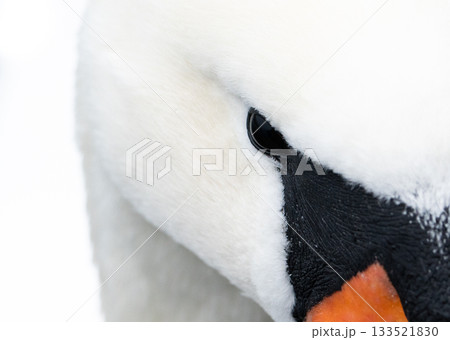 A closeup photo showing the eye of a mute Swan (Cygnus Olor), contrasting starkly with the bright white feathers 133521830