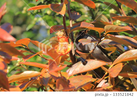 柿をついばむムクドリ 133521842