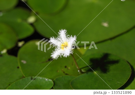 ガガブタの花 ガガブタの花 133521890