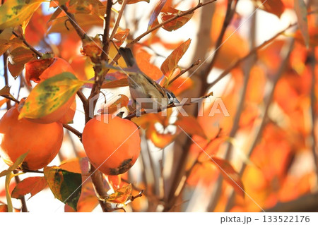 柿をついばむスズメと紅葉した葉 柿をついばむスズメと紅葉した葉 133522176