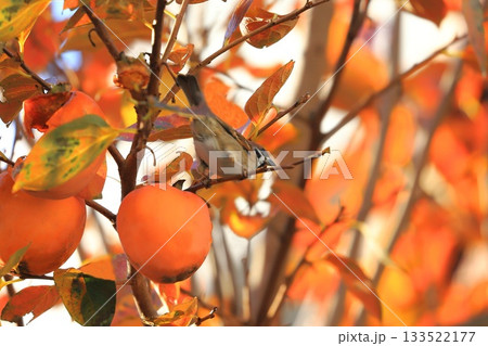 柿をついばむスズメと紅葉した葉 柿をついばむスズメと紅葉した葉 133522177
