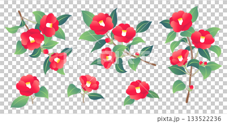 山茶花插圖集 山茶花插圖集 133522236