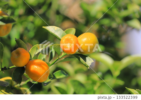 収穫期を迎えたきんかん 133522399