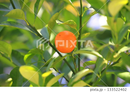 収穫期を迎えたきんかん 133522402