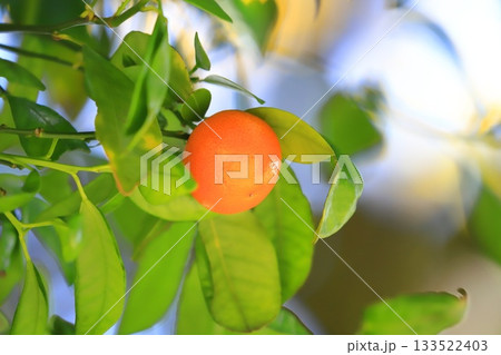 収穫期を迎えたきんかん 133522403