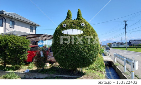 自宅のメタセコイヤ春のととろ 133522432