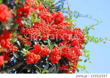 たわわに実ったピラカンサの実 133522557