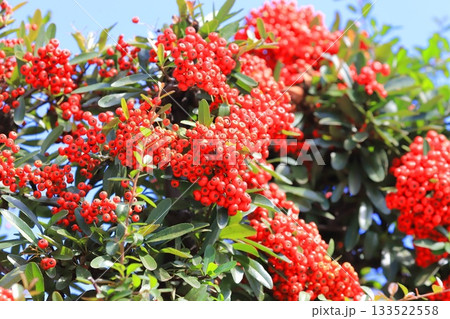 たわわに実ったピラカンサの実 133522558