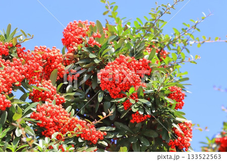 たわわに実ったピラカンサの実 133522563