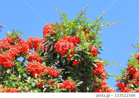 たわわに実ったピラカンサの実 133522566