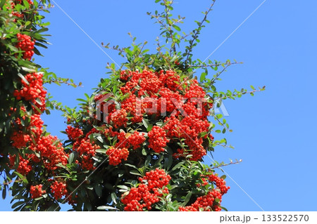 たわわに実ったピラカンサの実 133522570