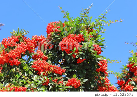 たわわに実ったピラカンサの実 133522573