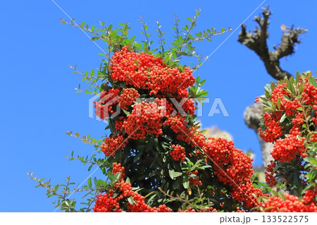 たわわに実ったピラカンサの実 133522575