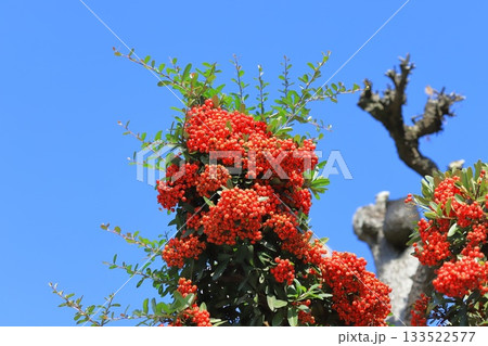 たわわに実ったピラカンサの実 133522577