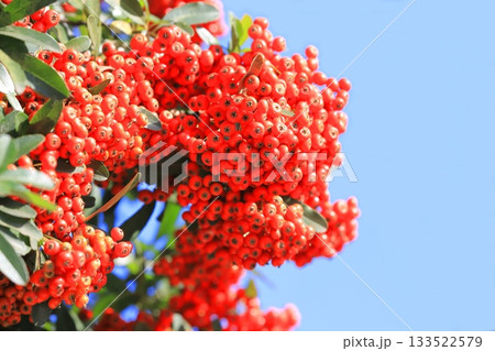 たわわに実ったピラカンサの実 133522579