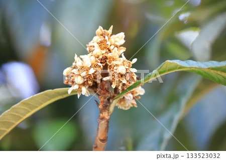 枇杷（ビワ）の花とつぼみ 133523032