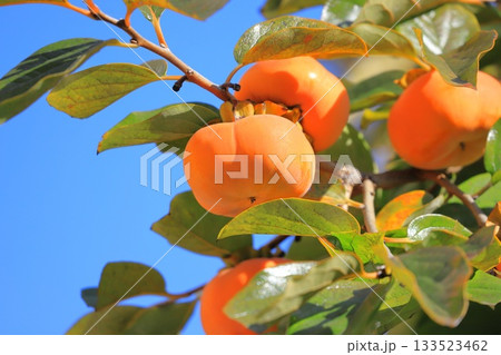 収穫期を迎えた柿の実 133523462