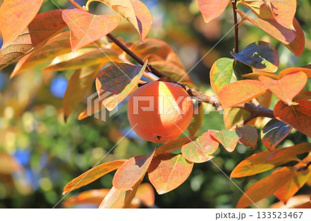 収穫期を迎えた柿の実 133523467