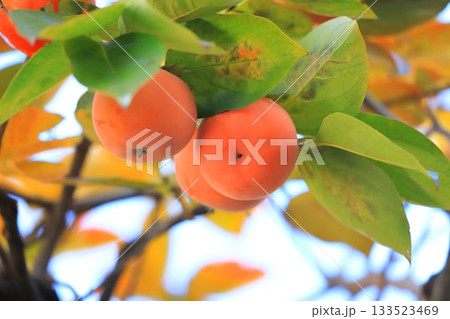 収穫期を迎えた柿の実 133523469