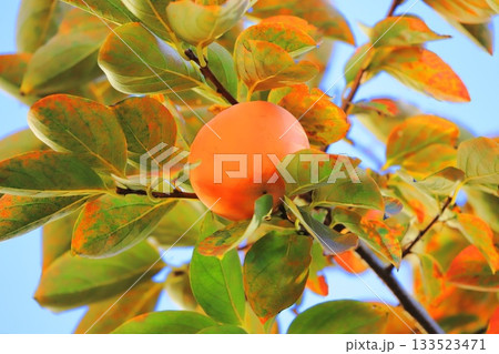 収穫期を迎えた柿の実 133523471