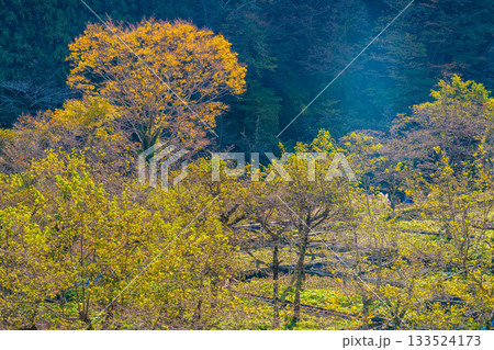 【静岡県】筏場のワサビ田　紅葉期 133524173