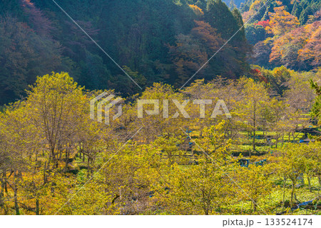 【静岡県】筏場のワサビ田 紅葉期 【静岡県】筏場のワサビ田 紅葉期 133524174