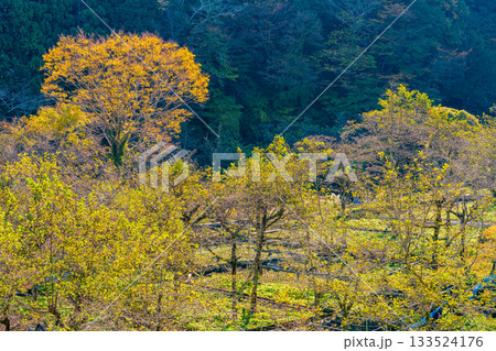 【静岡県】筏場のワサビ田　紅葉期 133524176