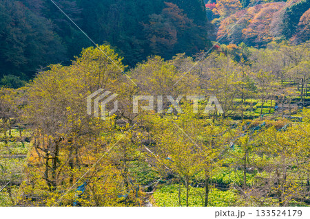 【静岡県】筏場のワサビ田　紅葉期 133524179