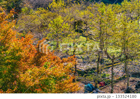 【静岡県】筏場のワサビ田 紅葉期 【静岡県】筏場のワサビ田 紅葉期 133524180