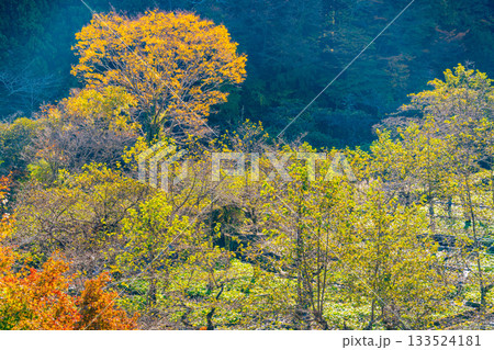 【静岡県】筏場のワサビ田　紅葉期 133524181