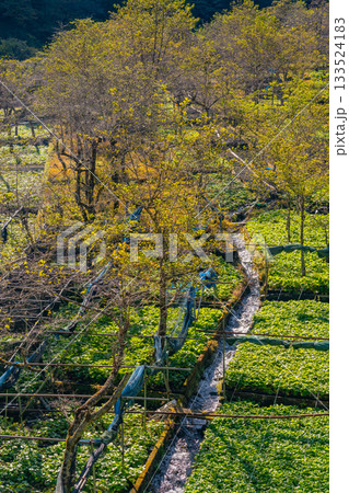 【静岡県】筏場のワサビ田　紅葉期 133524183