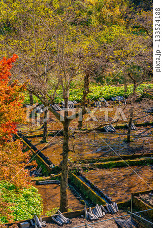 【静岡県】筏場のワサビ田 紅葉期 【静岡県】筏場のワサビ田 紅葉期 133524188