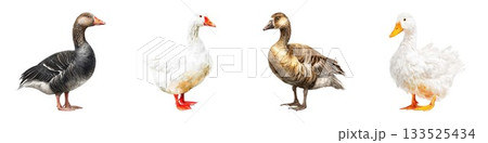 Collection of four diverse ducks standing side by side wildlife photography nature animals birdwatching isolated on white background 133525434