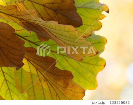 秋の陽に透けるカシワの葉 133526086