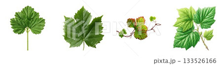 Collection of green grape leaves and vines with delicate details and realistic textures isolated on white background 133526166