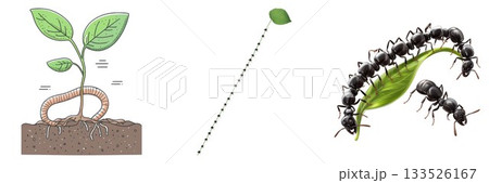 Three distinct images showing a plant seedling an insect life cycle and ants on a leaf isolated on white background 133526167