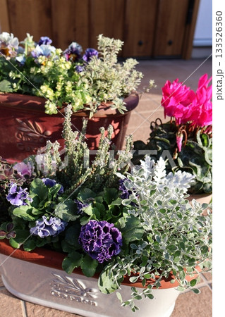 玄関前の花の寄せ植え＆寄せ鉢 133526360