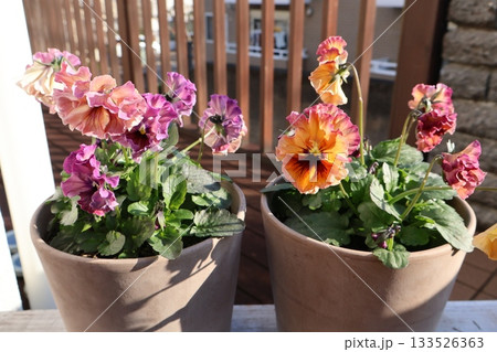 おしゃれなフリルパンジーの寄せ鉢 133526363