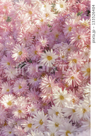 ピンク色の小菊がぎっしり咲くふんわり春色の花畑 ピンク色の小菊がぎっしり咲くふんわり春色の花畑 133526484