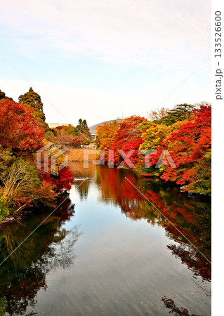 高岡古城公園の紅葉 お濠沿いの紅葉 高岡古城公園の紅葉 お濠沿いの紅葉 133526600