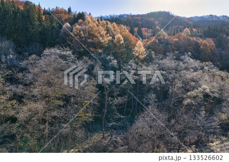 珍しい霧氷と紅葉の競演　長野県白馬村（ドローンによる空撮） 133526602
